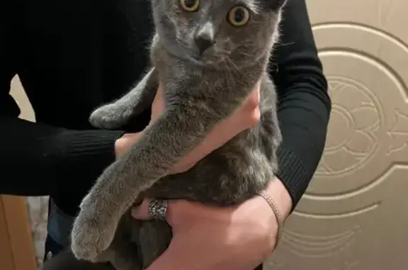 Найдена кошка, Владимир, фото: Пропала кошка, ул. Безыменского, 11Г