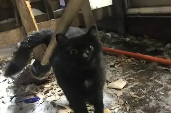 Найдена кошка, Томск, фото: Кошка найдена на улице Осипенко, Томск