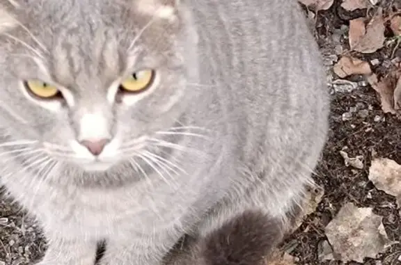 Найдена кошка, Чебоксары, фото: Кошка под машиной, Короленко 16А, Чебоксары