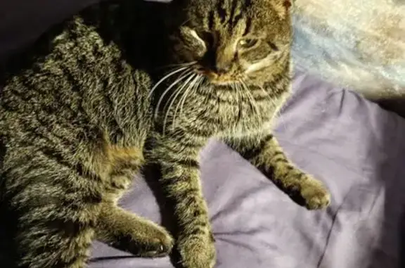 Найдена кошка, Уфа, фото: Кошка найдена, Менделеева 197, Уфа