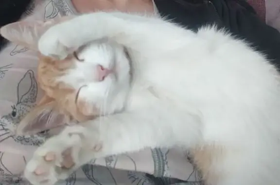 Кошки потеряшки, Барнаул, фото: Потеряшка кошка Муся, 1-й Амурский пр., Барнаул