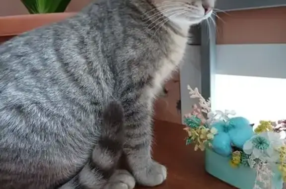 Найдена кошка, Пенза, фото: Кошка найдена: Ленинградская, 1, Пенза