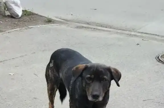 Найдена собака, Ростов-на-Дону, фото: Найдена собака, 31-я линия, 17, Ростов-на-Дону