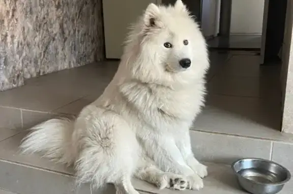 Собаки потеряшки, Ростов-на-Дону, фото: Потеряшка собака, ул. Крупской, 23, Ростов