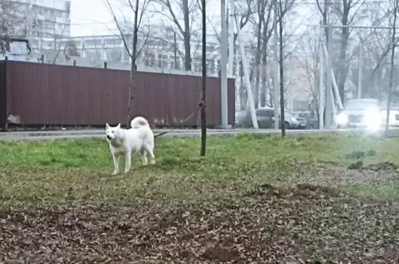 Найдена собака, Москва, фото: Собака найдена привязанной, Москва