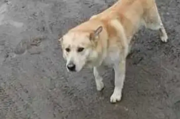 Найдена собака, , фото: Собака найдена: Учительская ул., Следневское