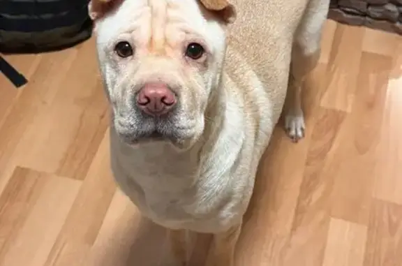 Найдена собака, Зеленоград, фото: Найдена собака, Екатерининский тракт