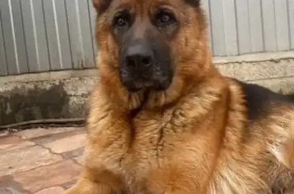 Пропала собака, Советская ул. 1, Яхрома