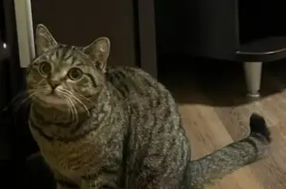 Пропала кошка, ул. 9 Января 233/19