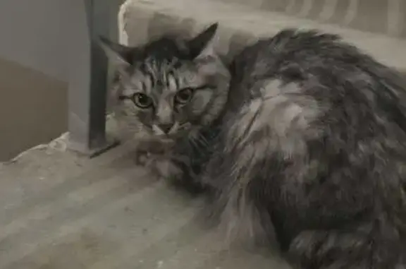 Найдена кошка, Хабаровск, фото: Кошка найдена: Ясная ул., 44А, Хабаровск