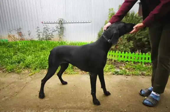 Найдена собака, Ильский, фото: Найдена собака с ошейником, Советская 76