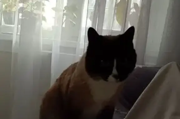 Кошки потеряшки, Бердск, фото: Потеряшка кошка, ул. М. Горького, Бердск