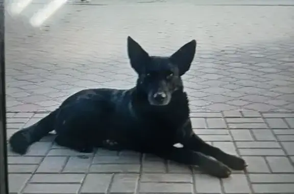 Пропала собака, Ломакина 125/1, Таганрог