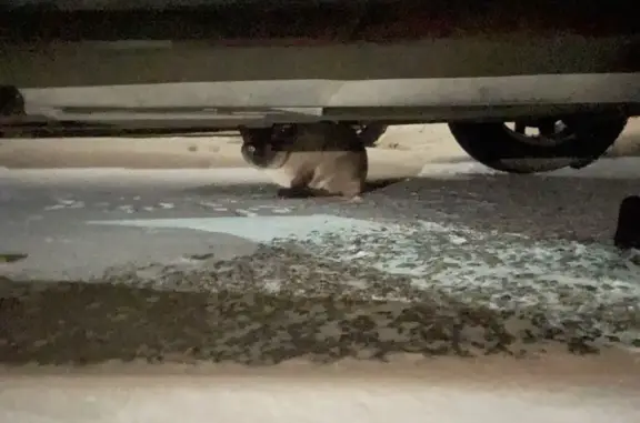 Найдена кошка, Красноярск, фото: Сиамская кошка найдена на Ботаническом, 15