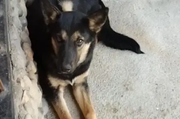 Пропала собака у школы №10, Солдато-Александровское