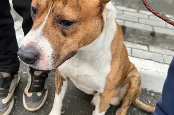 Найдена собака, Тольятти, фото: Собака найдена: ул. Голосова, 26А, Тольятти