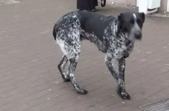 Найдена собака, Тверь, фото: Собака найдена: Октябрьский пр., 65, Тверь