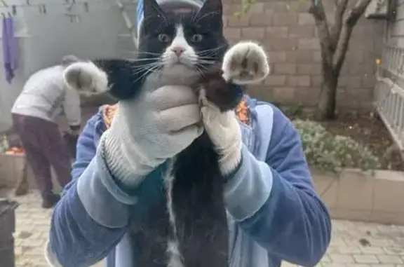 Кошки потеряшки, Севастополь, фото: Потеряшка кошка Мотя, Фиолент, Монастырь