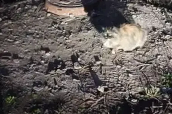 Найдена кошка, Чебоксары, фото: Кошка найдена на пр. И. Яковлева, Чебоксары