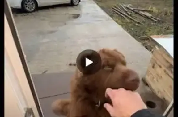 Собаки потеряшки, Великие Луки, фото: Потеряшка собака, Новоселенинская 1, В. Луки