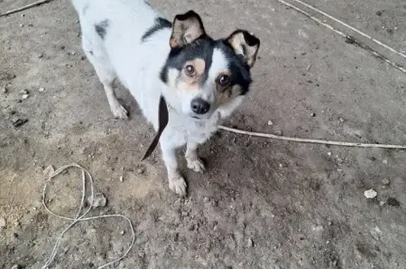 Найдена собака, Саранск, фото: Собака найдена: Ялга, Мордовия
