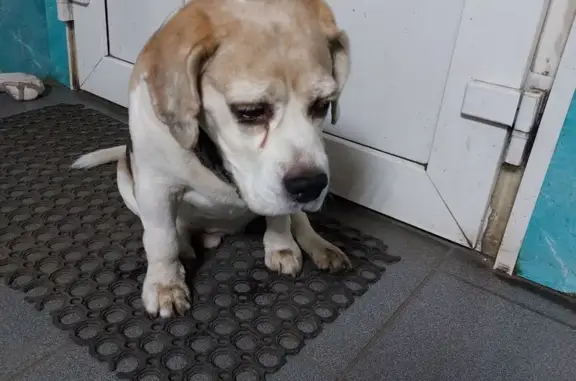 Найдена собака, Санкт-Петербург, фото: Бигль найден на Новочеркасском пр., СПб