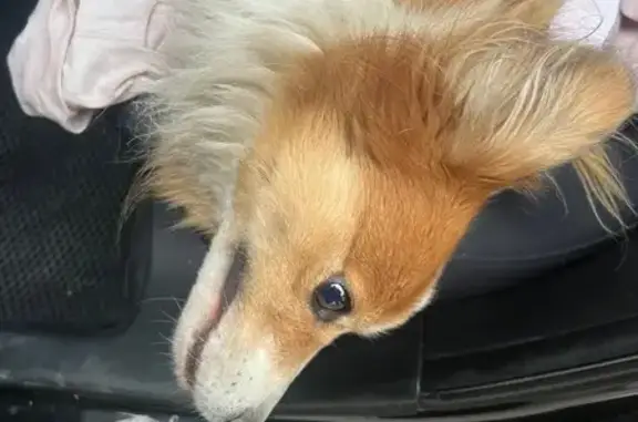 Найдена собака, Михайловск, фото: Найдена рыжая собака, Садовая 148А