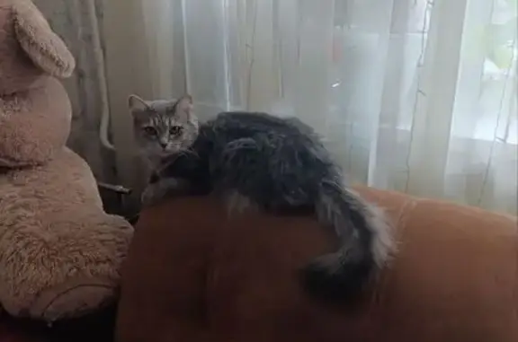 Пропала кошка, Московская ул. 137А