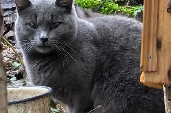 Найдена кошка, Химки, фото: Кошка найдена: Соколовская ул. 3, Химки