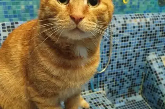 Кошки потеряшки, Кострома, фото: Потеряшка кот Василий, ул. Козуева, 45