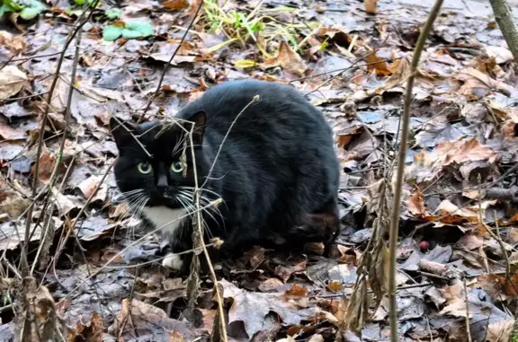Найдена кошка, Химки, фото: Кошка найдена: Соколовская ул. 3, Химки