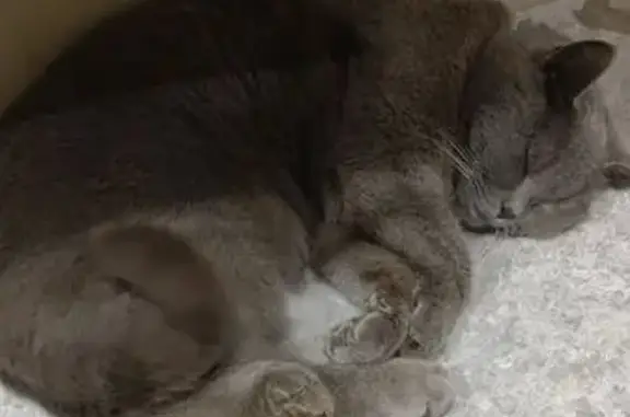 Пропала кошка на ул. Бумажников, 4