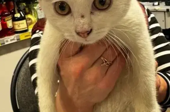 Найдена кошка, Куровицы, фото: Кошка найдена в Магните, Вырицкий пр., Куровицы