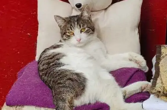 Пропала кошка, ул. Суворова, 5, Климовск