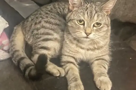 Пропала кошка, ул. Н. Ершова, 62Г, Казань