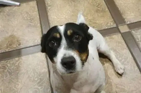 Пропали собаки, ул. Карла Гусника, 25