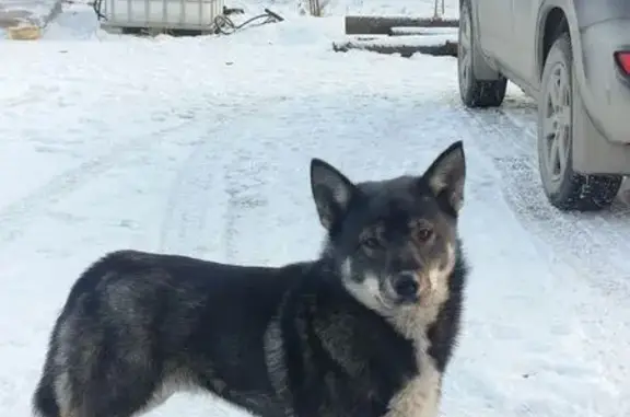 Найдена собака, Омск, фото: Собака найдена: пр. Губкина, 21/3, Омск