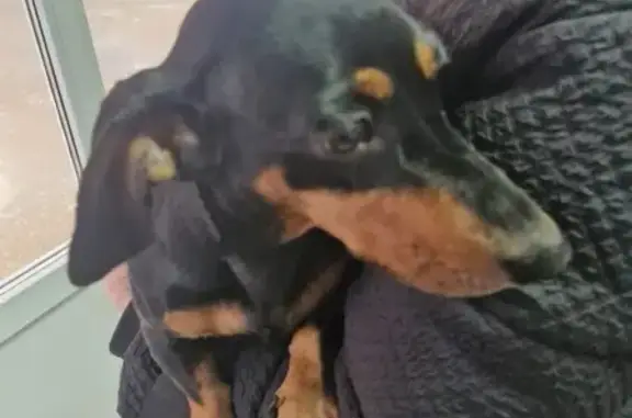 Найдена собака, Санкт-Петербург, фото: Найдена такса, Уфа, ул. Менделеева