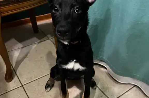 Найдена собака, Томск, фото: Щенок найден, Фруктовый пер., Томск