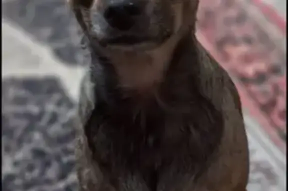 Пропала собака, ул. Рокоссовского 52