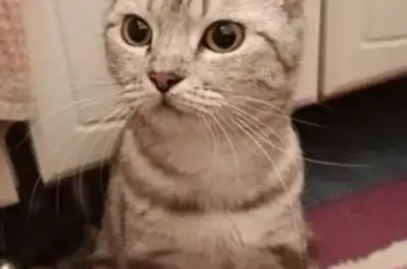 Найдена кошка, Москва, фото: Кошка найдена: 2-я Вольская ул., 1 к1