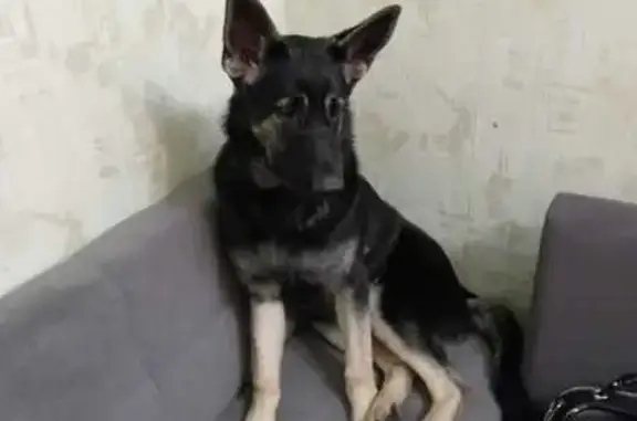 Пропала собака, ул. Чехова, Вышний Волочёк