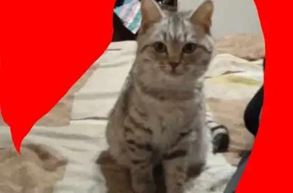 Пропала кошка, Шадринск, ул. Свердлова, 72