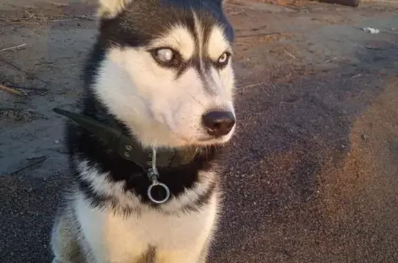 Найдена собака, Молодёжное, фото: Собака найдена: Приморское ш., Молодёжное