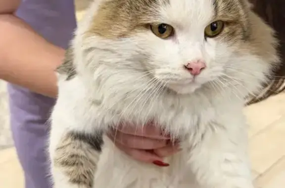 Найдена кошка, Краснодар, фото: Кошка найдена: ул. Магкаева, 83к5А, Владикавказ