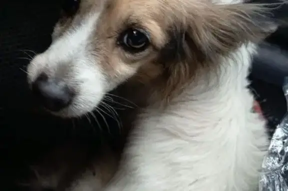 Найдена собака, Жигулёвск, фото: Собака найдена в Жигулёвске, Самарская обл.