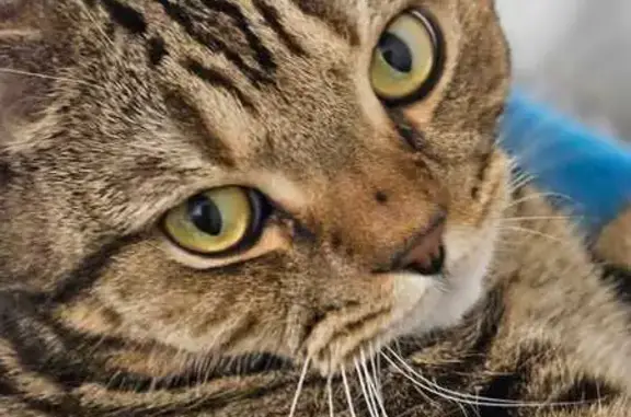 Кошки потеряшки, Казань, фото: Потеряшка кошка, ул. Айдарова, 6, Казань