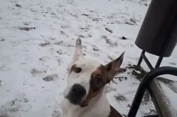 Найдена собака, Челябинск, фото: Собака найдена: Солнечная ул., Челябинск