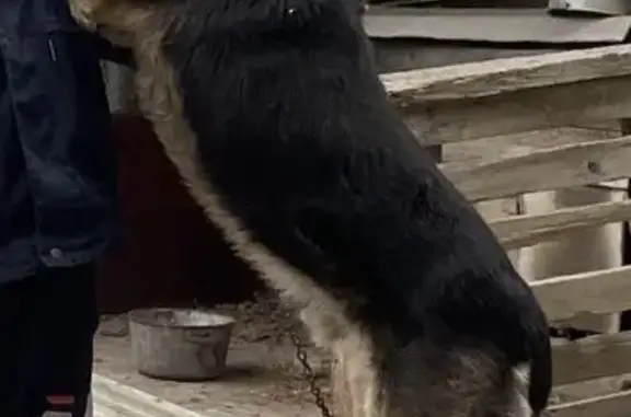 Пропала собака, 2-я Садовая ул., 106А