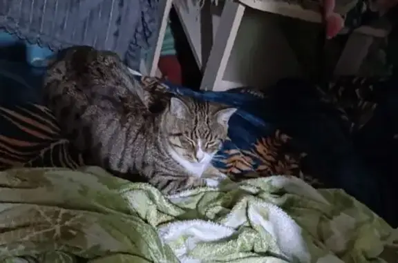 Кошки потеряшки, Снежногорск, фото: Потеряшка кошка, Снежногорск, Мурманская обл.